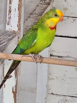 Papagáj nádherný škorica - 2