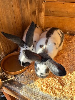 Predám kraliky na chov Nos - 2