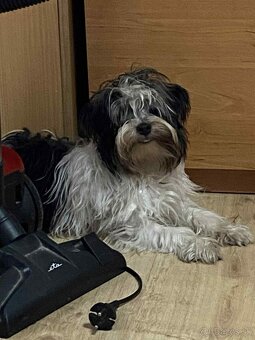 Predám 9 mesačne šteňa - 2