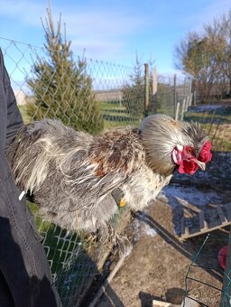 Hodvábnička zdrobnelá - 2