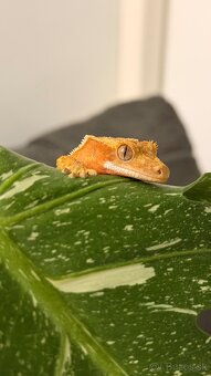 Pagekon riasnaty - 2