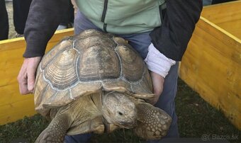 Korytnačka geochelona sulcata - 2
