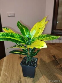 Epipremnum N´joy/krotónovec / Codiaeum variegatum žltý - 2