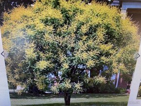 Strom kvitnúci v lete - jasenovec metlinaty - 2