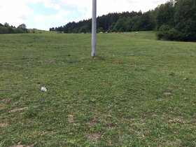 Pozemok 2000 m2 - 2