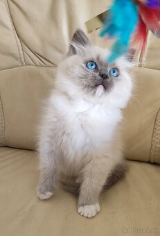 Ragdoll koťátka bez PP - 2