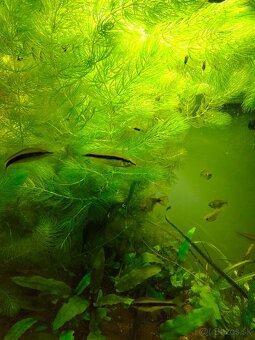 Ceratophyllum demersum-Rožkatec ponorený - 2