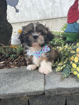 shi tzu - 2