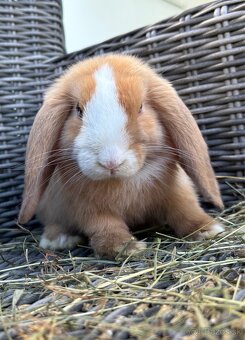 Samček Minilop - očkovaný, Bio výživa, odborný chov - 2