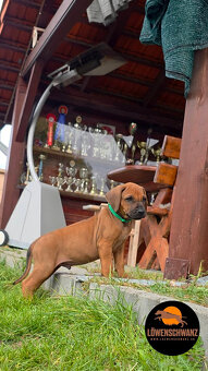 Rhodesian Ridgeback / Rodézsky ridgeback s fci PP - 2