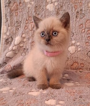 Britské mačiatká - 2