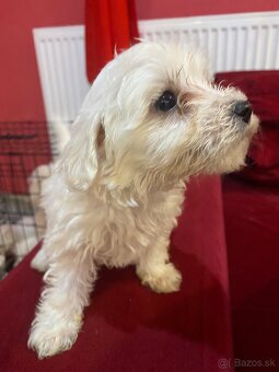 Maltezák - 2