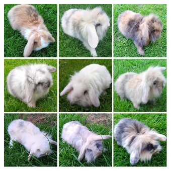 Zdrobnelý, zakrslý kralik - 2