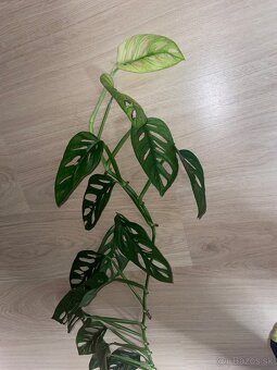 Predám Monsteru Adansonii Variegata - 2