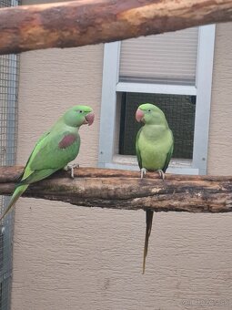 Predám- vymením Alexandra velkého BRONZ - 2