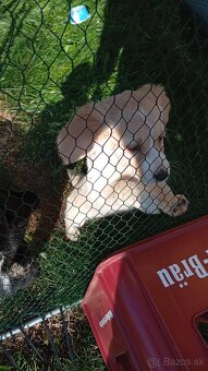 Šteniatka labradora - 2