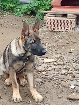 Nemecký ovčiak - 2