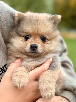 Pomeranian - trpazličí špic - 2