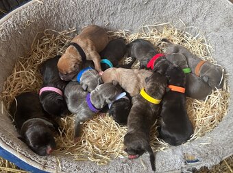 Americký stafordsirsky terier, Stafford, amstaf - 2