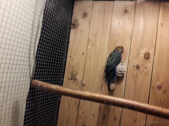 rozela  žltolica - 2