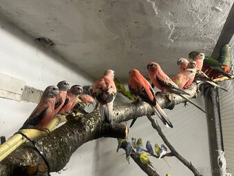 Predám andulky,korely,Neofemy, kráľovsky . - 2