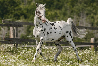 Appaloosa žrebec – pripúšťanie - 2