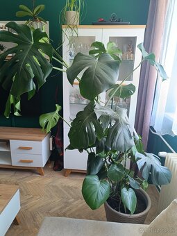 Monstera deliciosa - 2