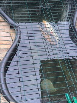 koi kapor - 2