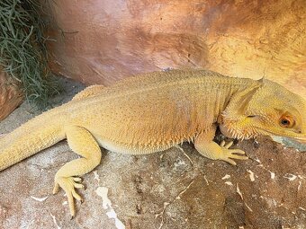 Agama bradatá Witblits - 2