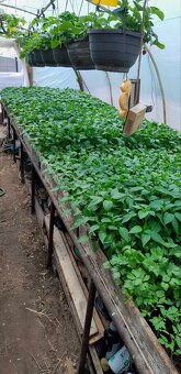 Paprikové planty - 2