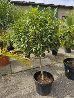 Citrusy palmy olivovniky bananovniky juky agave - 2