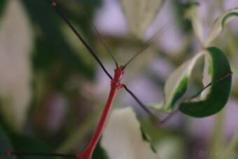 Strašilka lonchodiodes sp. ilocos Kúpim/vymením za samicu - 2