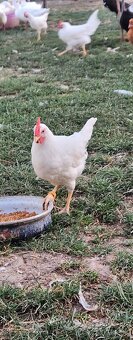 Leghorn - 2