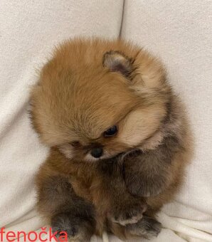 Pomeranian mini - 2