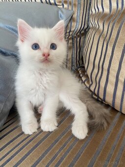 Ragdoll bez pp - 2