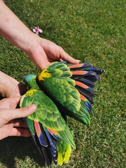 Samička Amazonan modročely - 2