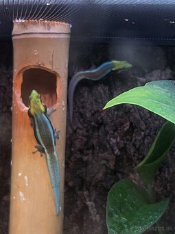 predám Phelsuma klemmeri 2+3 - 2
