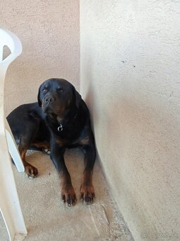 Krytie rotwajler rtw - 2