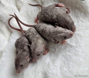 🧸 potkan, potkaníky s vp 🤎 - 2