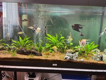 Predám Juwel Rio 350 - 2