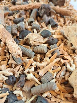 Zbierka fosílií - 2