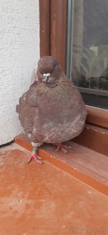 Americký King 2025 Samec. - 2