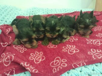 Yorkshire teriér Yorkshir - 2