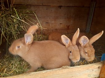 Burgundsky kralik - 2