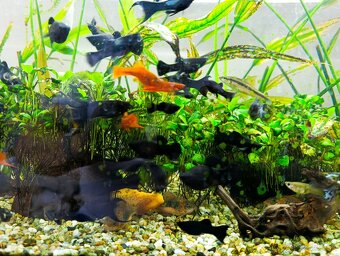 Black molly, čierna molynézia - 2