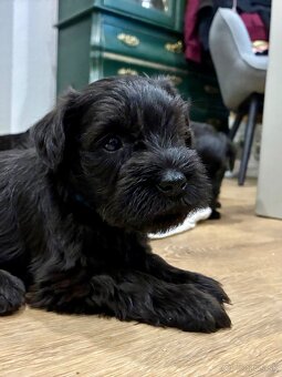 Bradáč malý - šteniatka s PP - 2