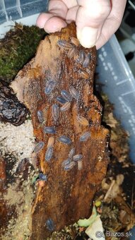 Porcellio Scraber Lava - 2