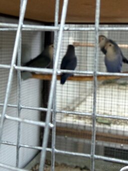 Predám Agapornysi - 2