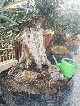 Olivovník bonsai - 2