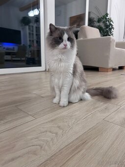 Ragdoll - 2